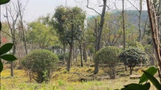 田园种植西红柿