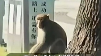 上海金山驚現出逃“嗎嘍” ，系國家二級保護動物