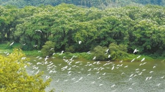 湖南邵阳新宁县：鹭鸟翩飞