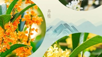 秋天全中國(guó)最香甜的地方，就在湖北這座城，無(wú)處不在的桂花味