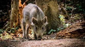 野猪又在南京闯祸！我国26个省份存在野猪致害：3个人徒手根本打不过