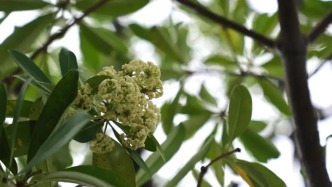 味道犹如风油精炒排骨！有人说“太上头”，有人表示“还挺喜欢”……